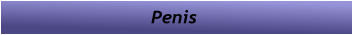 Penis