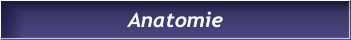 Anatomie Anatomie