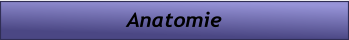 Anatomie